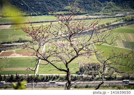 Adige Valley Panoramic View From Placca Del Forte San Marco: Scenic Spring Landscape Over Etsch Valley Near Lake Garda Adige Valley Panoramic View From Placca Del Forte San Marco: Scenic Spring Landscape Over Etsch Valley Near Lake Garda 141639030