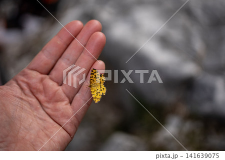 Orange Spotted Butterfly Resting On Human Fingers: Close Up Nature Interaction In Soft Natural Light Orange Spotted Butterfly Resting On Human Fingers: Close Up Nature Interaction In Soft Natural Light 141639075