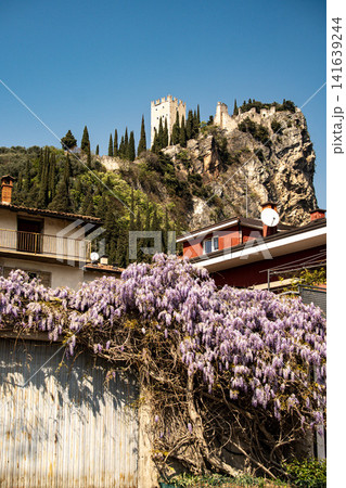 Wisteria Flowers Blooming Along Stone Wall In Arco With Castello Di Arco: Scenic Spring View In Sarca Valley Near Lake Garda Italy Wisteria Flowers Blooming Along Stone Wall In Arco With Castello Di Arco: Scenic Spring View In Sarca Valley Near Lake Garda Italy 141639244