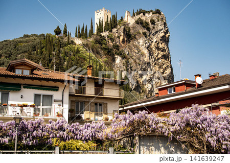 Wisteria Flowers Blooming Along Stone Wall In Arco With Castello Di Arco: Scenic Spring View In Sarca Valley Near Lake Garda Italy Wisteria Flowers Blooming Along Stone Wall In Arco With Castello Di Arco: Scenic Spring View In Sarca Valley Near Lake Garda Italy 141639247