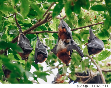 Flying Fox Bats Hanging Upside Down On Tree Branch: Tropical Wildlife Scene In Australia Indonesia Malaysia Philippines And Thailand 141639311