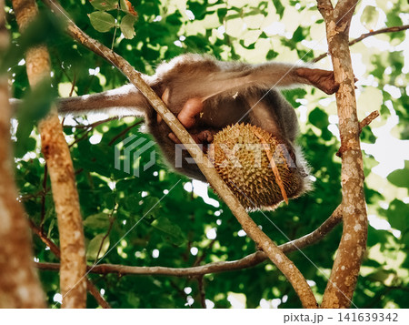 Long Tailed Macaque Eating Durian Fruit On Tree Branch: Tropical Rainforest Wildlife Scene In Southeast Asia Long Tailed Macaque Eating Durian Fruit On Tree Branch: Tropical Rainforest Wildlife Scene In Southeast Asia 141639342