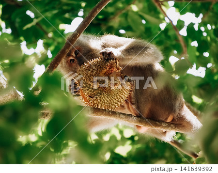 Long Tailed Macaque Eating Durian Fruit On Tree Branch: Tropical Rainforest Wildlife Scene In Southeast Asia 141639392