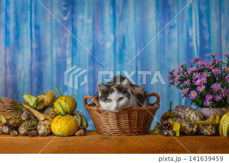 Domestic cat in basket surrounded by pumpkins, flowers and fall vegetables on wooden table. Cat lying in wicker basket with seasonal gourds and purple asters on blue backdrop Domestic cat in basket surrounded by pumpkins, flowers and fall vegetables on wooden table. Cat lying in wicker basket with seasonal gourds and purple asters on blue backdrop 141639459