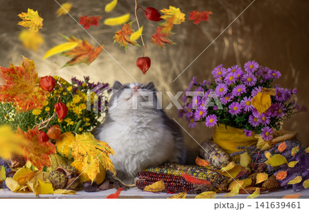 Domestic cat in basket surrounded by pumpkins, flowers and fall vegetables on wooden table. Cat lying in wicker basket with seasonal gourds and purple asters on blue backdrop Domestic cat in basket surrounded by pumpkins, flowers and fall vegetables on wooden table. Cat lying in wicker basket with seasonal gourds and purple asters on blue backdrop 141639461