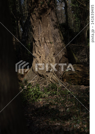Old Tree Trunk In Forest Near Emmering: Textured Bark And Roots In Natural Woodland Setting Old Tree Trunk In Forest Near Emmering: Textured Bark And Roots In Natural Woodland Setting 141639495