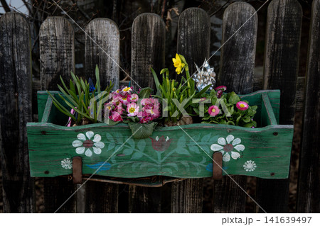 Wooden Fence With Green Flower Box: Colorful Garden Flowers Growing In Rustic Outdoor Setting 141639497