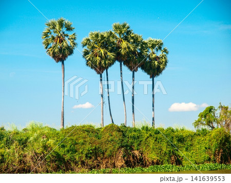 Sugar Palm Trees Along Rural Riverbank In Cambodia: Tropical Landscape With Traditional Hut Under Clear Blue Sky 141639553