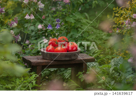 Pepper shaped tomatoes in a wicker basket utdoors. Tomatoes skin glossy vibrant red. Pepper like tomatoes in a wicker basket 141639617