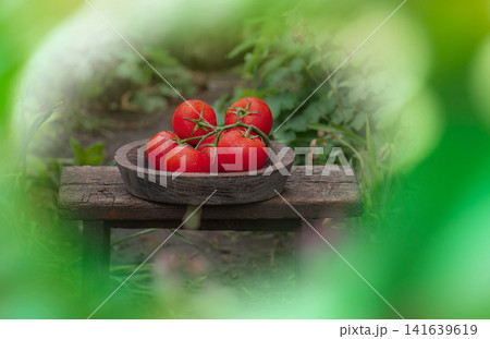 Pepper shaped tomatoes in a wicker basket utdoors. Tomatoes skin glossy vibrant red. Pepper like tomatoes in a wicker basket 141639619