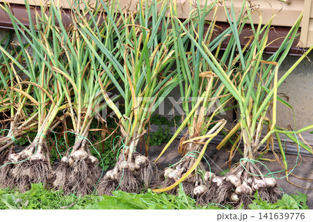 Garlic plants, bundled several at a time and ready to dry Garlic plants, bundled several at a time and ready to dry 141639776
