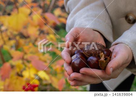Freshly harvested chestnuts collected during autumn held in the hands of an unrecognizable woman. Seasonal gathering natural produce and traditional harvest activities. Natural textures of nuts and Freshly harvested chestnuts collected during autumn held in the hands of an unrecognizable woman. Seasonal gathering natural produce and traditional harvest activities. Natural textures of nuts and 141639804