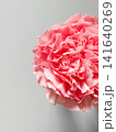 Closeup top view of pink carnation flower on light gray background. Flower with many layered petals, natural beauty and structure. Decorative for design 141640269