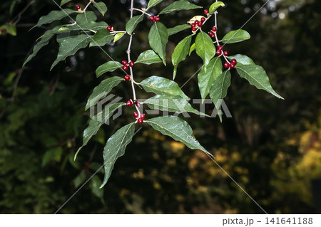 Fruiting Amur Honeysuckle Shrub in an Autumn Garden Fruiting Amur Honeysuckle Shrub in an Autumn Garden 141641188