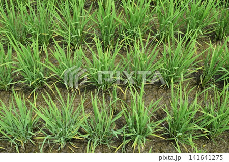 田植え2ヶ月後の水田 田植え2ヶ月後の水田 141641275