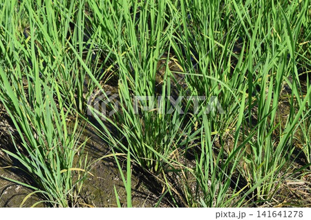 田植え2ヶ月後の水田 田植え2ヶ月後の水田 141641278