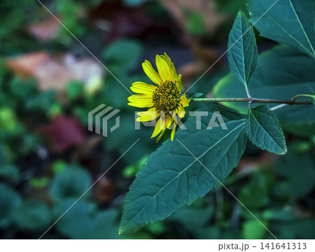Side View of Yacon Flower and Bud with Green Leaves Side View of Yacon Flower and Bud with Green Leaves 141641313