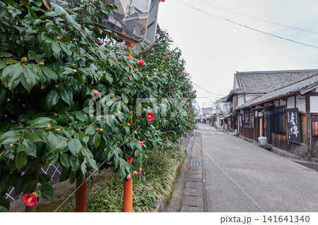 肥前浜宿　椿の花　酒蔵通り 141641340