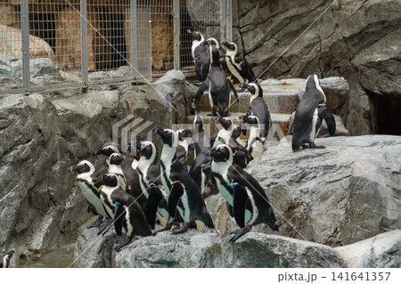 ケープペンギン 群れ 飼育展示 ケープペンギン 群れ 飼育展示 141641357