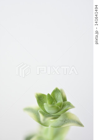 南十字星 南十字星 141641494