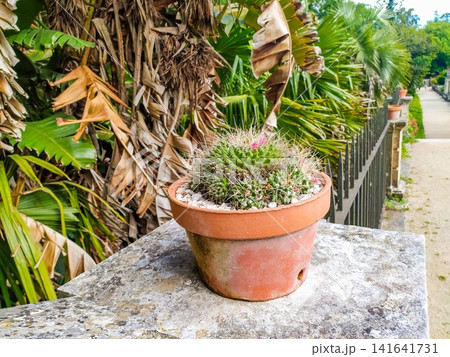 This blooming green cactus with delicate pink flowers sits in a rustic terracotta pot on a stone ledge, surrounded by lush tropical palms in a sunny, peaceful botanical garden. 141641731