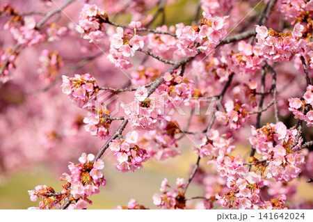 早咲き桜の花 春めき 河津桜 早咲き桜の花 春めき 河津桜 141642024