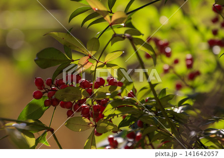 秋11月の森景色赤く色付いたナンテンの実 秋11月の森景色赤く色付いたナンテンの実 141642057