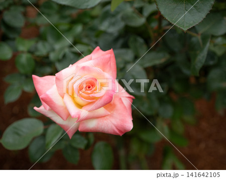 一輪の薔薇 エレガント・レディ 一輪の薔薇 エレガント・レディ 141642105