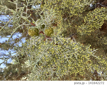 Blossom Arizona cypress (Cupressus arizonica) Blossom Arizona cypress (Cupressus arizonica) 141642272