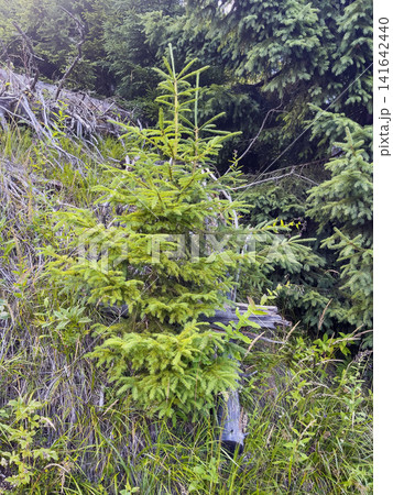 Young Norway Spruce in a High Tatras Mountain Forest Young Norway Spruce in a High Tatras Mountain Forest 141642440