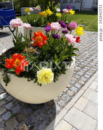Colorful Tulips and Daffodils in a Large Urban Planter Colorful Tulips and Daffodils in a Large Urban Planter 141642551