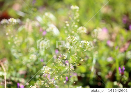 春の七草 ナズナの花 春の七草 ナズナの花 141642601