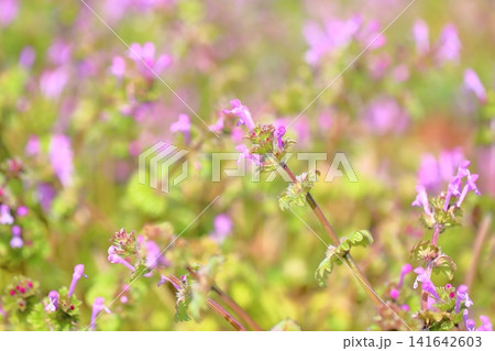 可愛い ホトケノザの花 可愛い ホトケノザの花 141642603