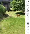 草を食む鹿 141642617
