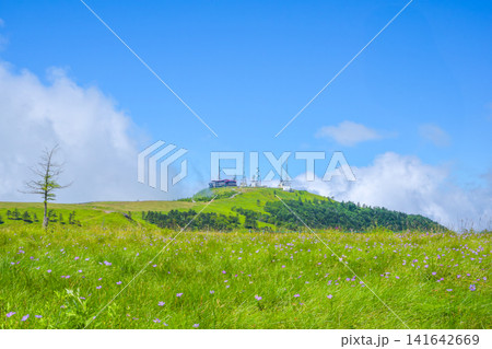 美ヶ原高原の初夏 高山植物の咲く緑の草原と王ヶ頭の電波塔 美ヶ原高原の初夏 高山植物の咲く緑の草原と王ヶ頭の電波塔 141642669