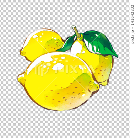 レモン／果物／水彩画風／イラスト素材／PNG素材 141642832