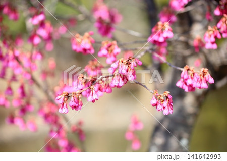 早春の公園 カンヒザクラの花 早春の公園 カンヒザクラの花 141642993