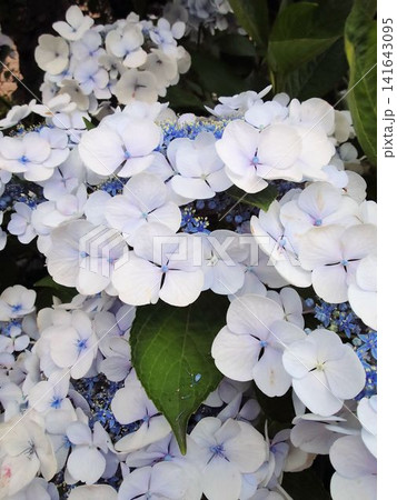 淡い青色が入った白い紫陽花の花のクローズアップ 淡い青色が入った白い紫陽花の花のクローズアップ 141643095
