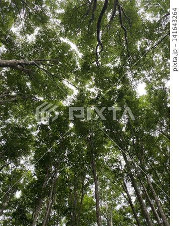 ブナ林の樹冠を見上げる風景 141643264