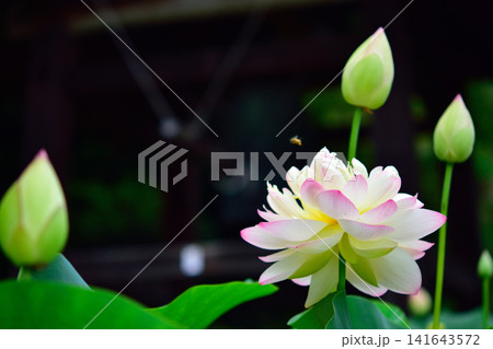 咲き誇る蓮の花に近づくミツバチ(夏の花・和の情景) 咲き誇る蓮の花に近づくミツバチ(夏の花・和の情景) 141643572