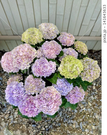 色彩のグラデーションが美しい紫陽花(マジカルレボリューション)〈形原温泉あじさいの里/愛知県蒲郡市〉 色彩のグラデーションが美しい紫陽花(マジカルレボリューション)〈形原温泉あじさいの里/愛知県蒲郡市〉 141643633