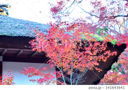 苔むす茅葺屋根に映える紅葉（京都・嵯峨野の古民家） 141643641