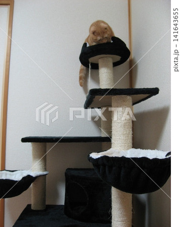 キャットタワーの頂上で困る猫 キャットタワーの頂上で困る猫 141643655