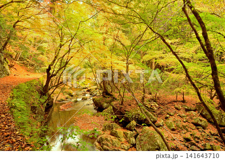 紅葉が美しい赤西渓谷の風景 紅葉が美しい赤西渓谷の風景 141643710