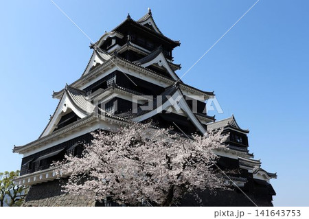 熊本城 天守閣と桜 熊本城 天守閣と桜 141643753