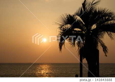 【南知多】夏の海に沈む夕日とヤシの木のシルエット 【南知多】夏の海に沈む夕日とヤシの木のシルエット 141643888