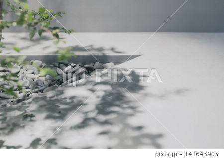 白い空間に映る植物の影とモダンな植栽 白い空間に映る植物の影とモダンな植栽 141643905