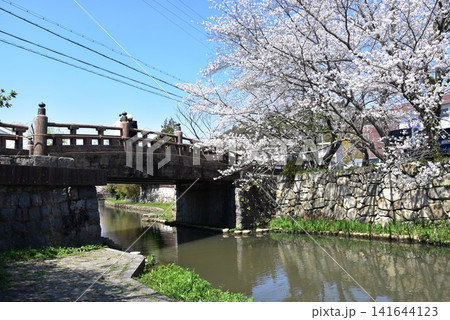 滋賀県近江八幡市 八幡堀と明治橋と満開桜と八幡堀遊歩道 滋賀県近江八幡市 八幡堀と明治橋と満開桜と八幡堀遊歩道 141644123
