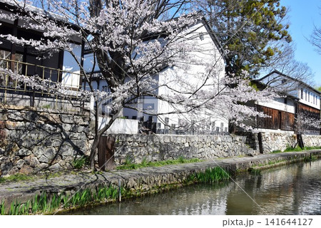 滋賀県近江八幡市 八幡堀と満開桜と八幡堀遊歩道 滋賀県近江八幡市 八幡堀と満開桜と八幡堀遊歩道 141644127