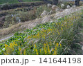 堤防の斜面に群生する銀色のススキと黄色のセイタカアワダチソウ 141644198